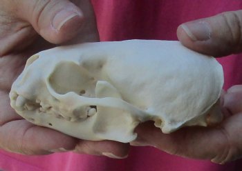 4-1/4 inches North American Otter Skull for $48