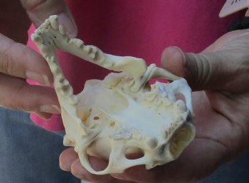 4-1/4 inches North American Otter Skull for $48