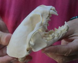 4-1/4 inches North American Otter Skull for $48