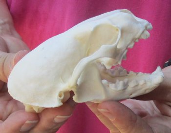 4-1/4 inches North American Otter Skull for $48