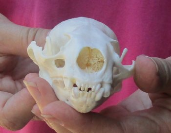 4-1/4 inches North American Otter Skull for $48