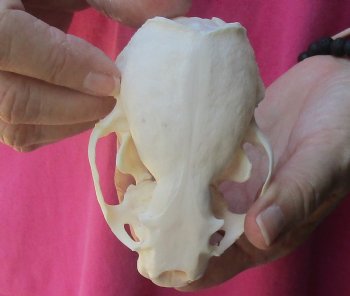 4-1/4 inches North American Otter Skull for $48