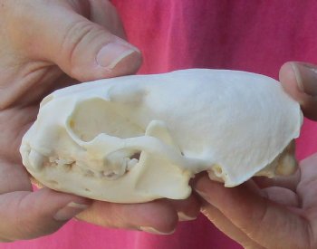 4-1/4 inches North American Otter Skull for $48