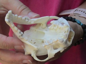 4-1/4 inches North American Otter Skull for $48