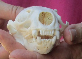 4-1/2 inches North American Otter Skull for $48