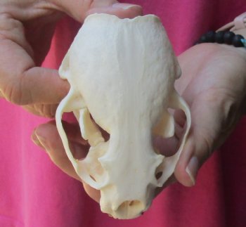 4-1/2 inches North American Otter Skull for $48