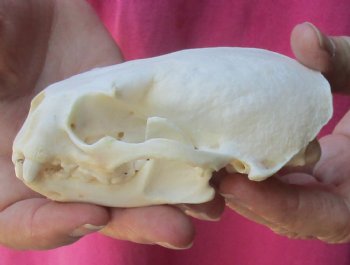 4-1/2 inches North American Otter Skull for $48