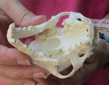 4-1/2 inches North American Otter Skull for $48