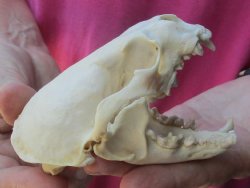 4-1/2 inches North American Otter Skull for $48