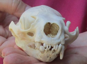 4-1/2 inches North American Otter Skull for $48