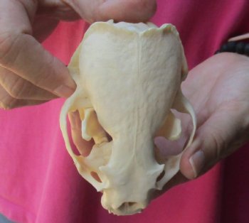 4-1/2 inches North American Otter Skull for $48