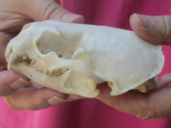 4-1/2 inches North American Otter Skull for $48