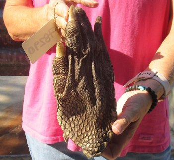 9" Preserved Alligator Foot - $30