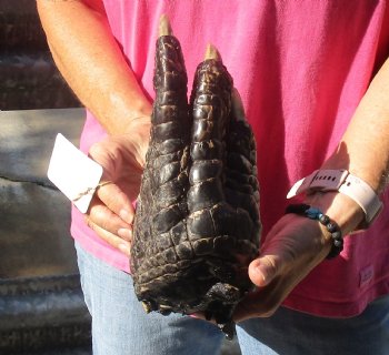 9" Preserved Alligator Foot - $30