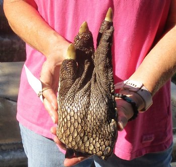 9" Preserved Alligator Foot - $30