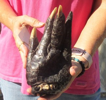 9" Preserved Alligator Foot - $30