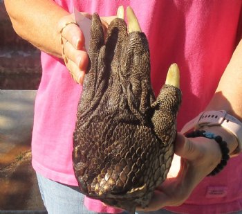 9" Preserved Alligator Foot - $30