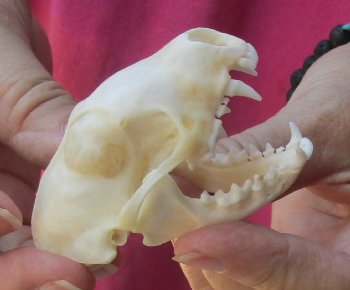 Authentic North American skunk skull for sale measuring 3 inches long - $37