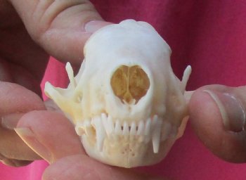 Authentic North American skunk skull for sale measuring 3 inches long - $37