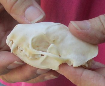 Authentic North American skunk skull for sale measuring 3 inches long - $37