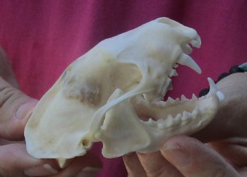 Genuine North American skunk skull for sale measuring 3-1/4 inches long buy now for - $37