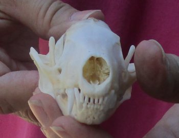 Genuine North American skunk skull for sale measuring 3-1/4 inches long buy now for - $37