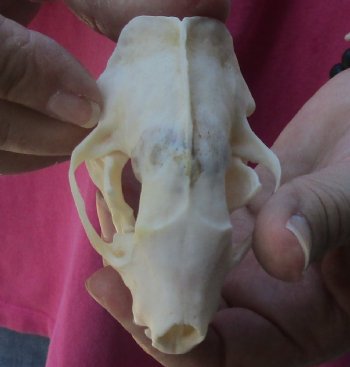 Genuine North American skunk skull for sale measuring 3-1/4 inches long buy now for - $37