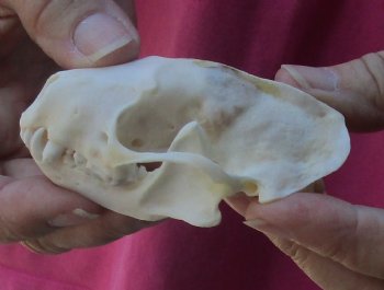 Genuine North American skunk skull for sale measuring 3-1/4 inches long buy now for - $37