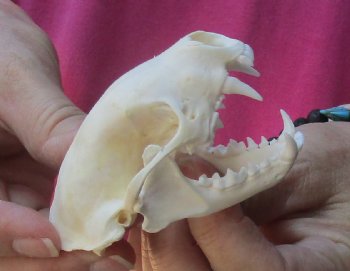 Genuine North American skunk skull for sale measuring 3-1/4 inches long buy now for - $37