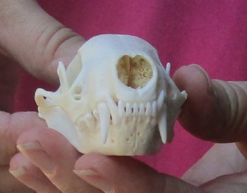 Genuine North American skunk skull for sale measuring 3-1/4 inches long buy now for - $37