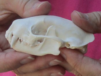 Genuine North American skunk skull for sale measuring 3-1/4 inches long buy now for - $37