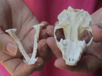 Genuine North American skunk skull for sale measuring 3-1/4 inches long buy now for - $37