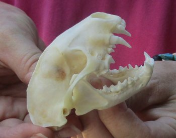 Authentic North American skunk skull for sale measuring 3 inches long - $37