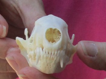 Authentic North American skunk skull for sale measuring 3 inches long - $37