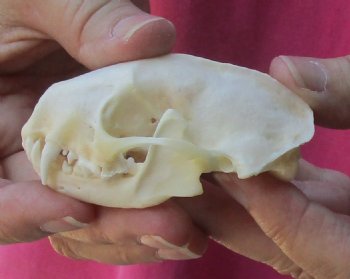 Authentic North American skunk skull for sale measuring 3 inches long - $37