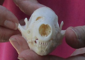 Genuine North American skunk skull for sale measuring 3-1/4 inches long buy now for - $37