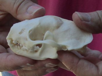 Genuine North American skunk skull for sale measuring 3-1/4 inches long buy now for - $37