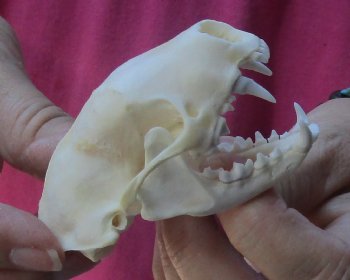 Authentic North American skunk skull for sale measuring 3 inches long - $37