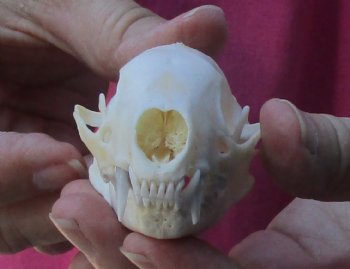 Authentic North American skunk skull for sale measuring 3 inches long - $37