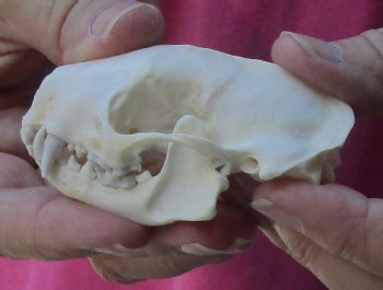 Authentic North American skunk skull for sale measuring 3 inches long - $37