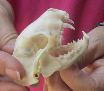 North American skunk skull for sale measuring 3 inches long buy now for - $37