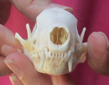 North American skunk skull for sale measuring 3 inches long buy now for - $37