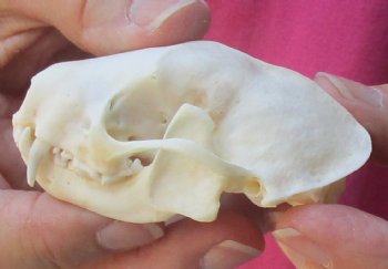 North American skunk skull for sale measuring 3 inches long buy now for - $37