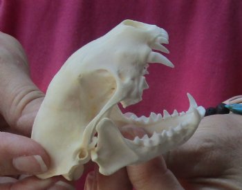 North American skunk skull for sale measuring 3 inches long buy now for - $37