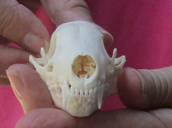 North American skunk skull for sale measuring 3 inches long buy now for - $37