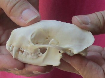 North American skunk skull for sale measuring 3 inches long buy now for - $37