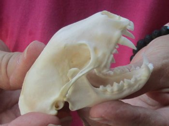 Genuine North American skunk skull for sale measuring 3 inches long buy now for - $37