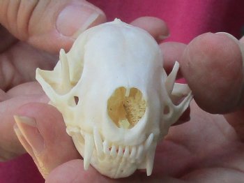 Genuine North American skunk skull for sale measuring 3 inches long buy now for - $37