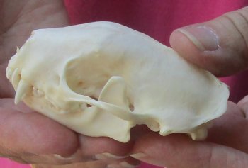 Genuine North American skunk skull for sale measuring 3 inches long buy now for - $37