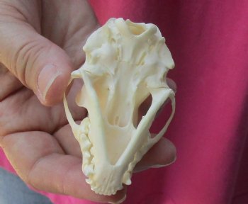 Genuine North American skunk skull for sale measuring 3 inches long buy now for - $37